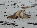Young sea lion boys having a fight while the girls sleep