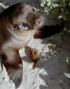 Baby sea lion