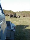 Hungry running cows