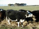 Happy cow