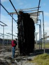 Drying kelp
