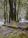 Rain forrest in Hellyer Gorge
