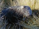 A wombat