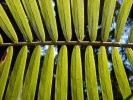 A palm tree close up