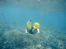 Snorkeing at GBR