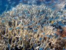 Great Barrier Reef