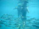 A lot of fish