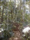 In the rain forest