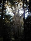 A large Curtain Fig