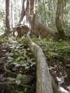 In Mossman Gorge