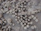Small sand crab