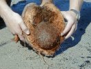 Coconut