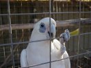 Parrot in a cage at Purple Pub