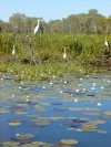 Waterbirds at Yellow Water billabong
