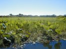 Yellow Water billabong