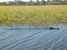 Huge saltwater crocodile