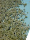 Mangroves